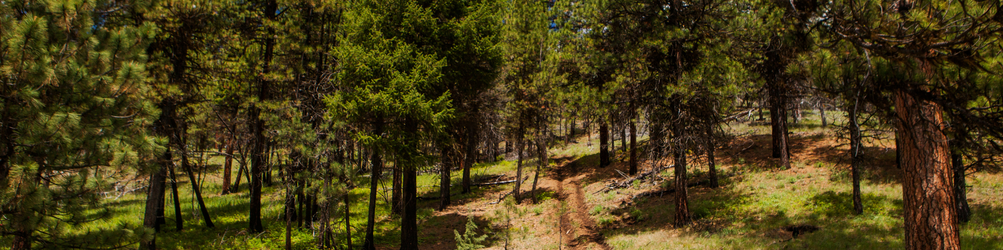 forest trail for ATVs 